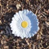 Assiette marguerite