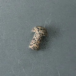 Gua Shroom - Dalmatian